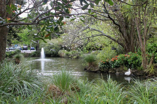 auckland domain wintergardens flowers spring