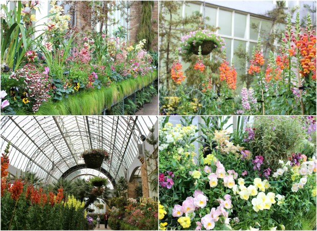 auckland domain wintergardens flowers spring