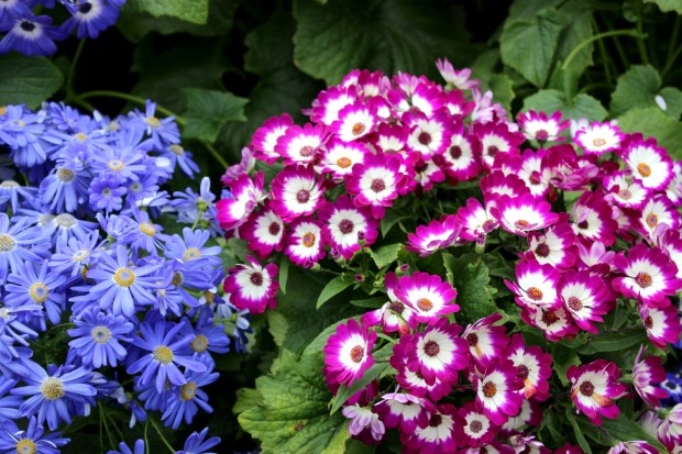 auckland domain wintergardens flowers spring