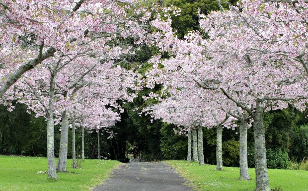 auckland domain cherry blossom trees