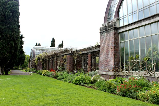 auckland domain wintergardens flowers spring