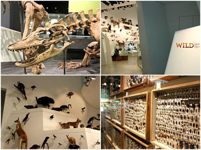 melbourne museum animals travel