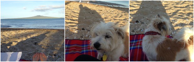 auckland beach devonport dog summer