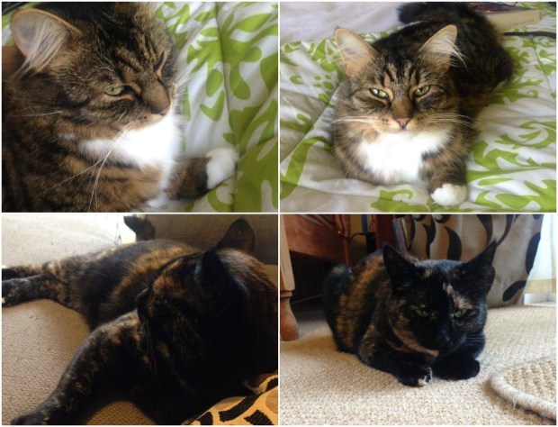 cats cat kitten animals