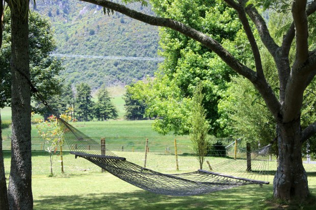 nature new zealand view trees hammock
