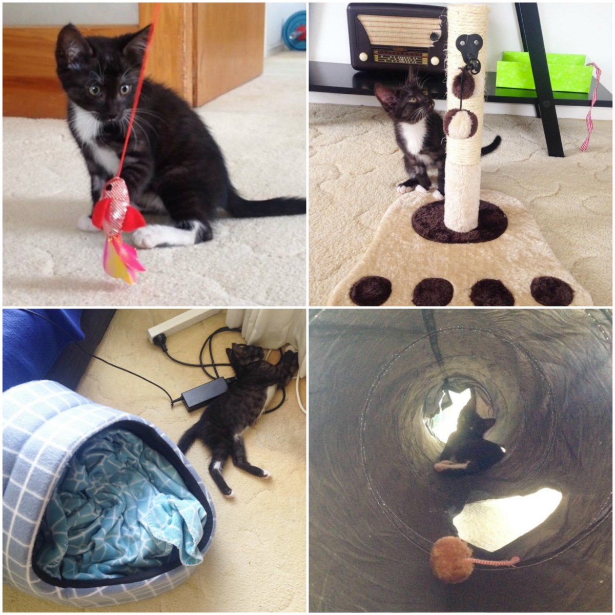 cat cats kitten kittens kmart pet