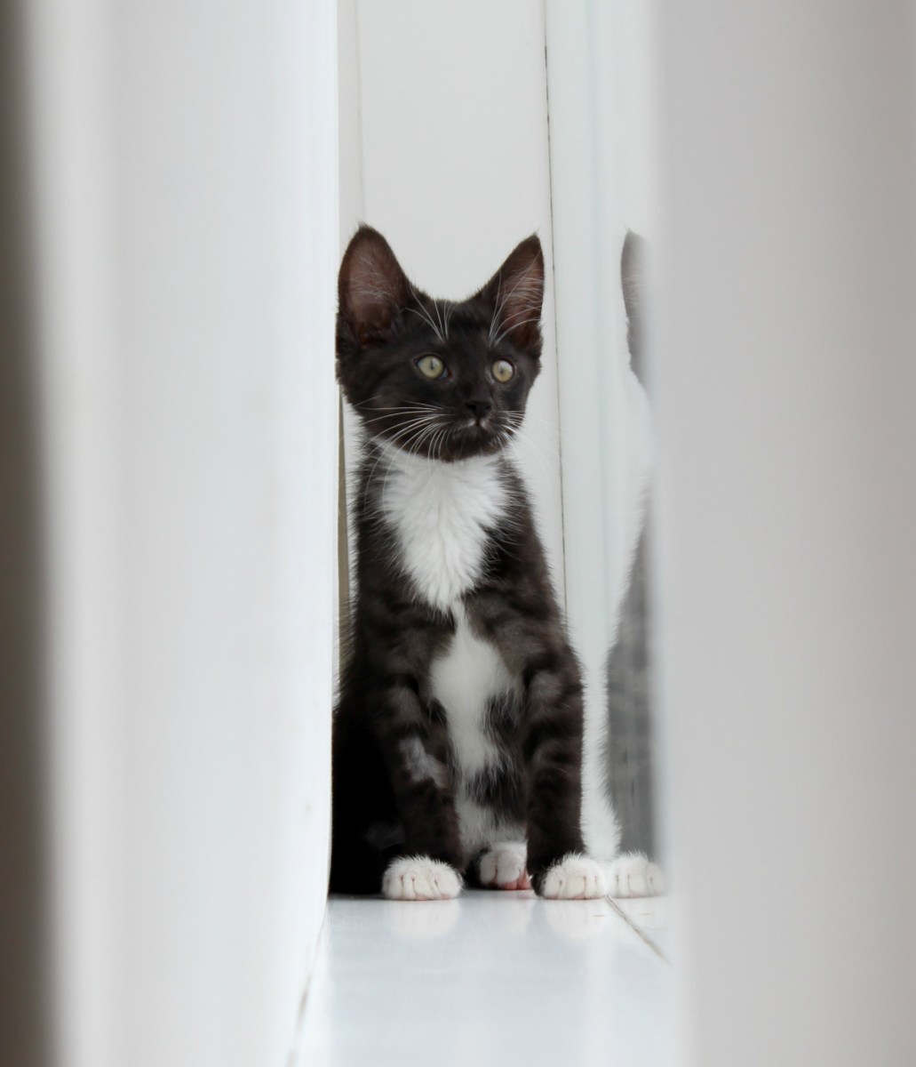 kitten cat turbo kitty kittens spca cats