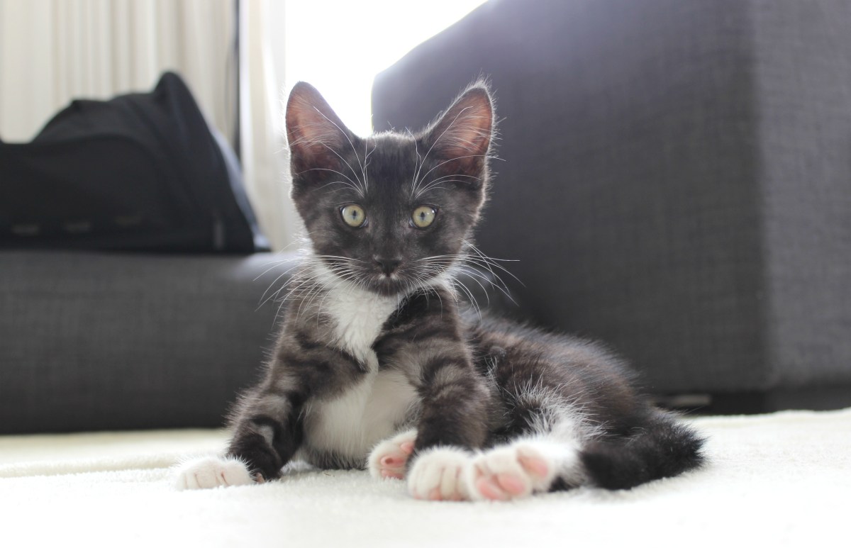 kitten kittens cat cats spca turbo