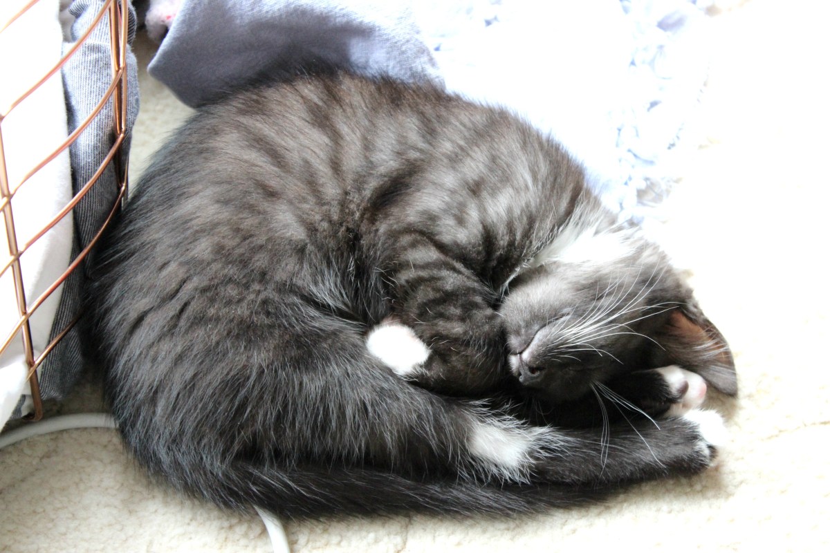 kitten cat turbo kitty kittens spca cats