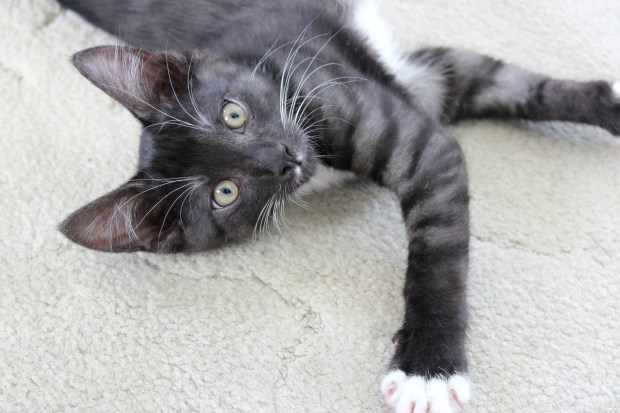 domestic short hair spca cats turbo kitty kitten cat