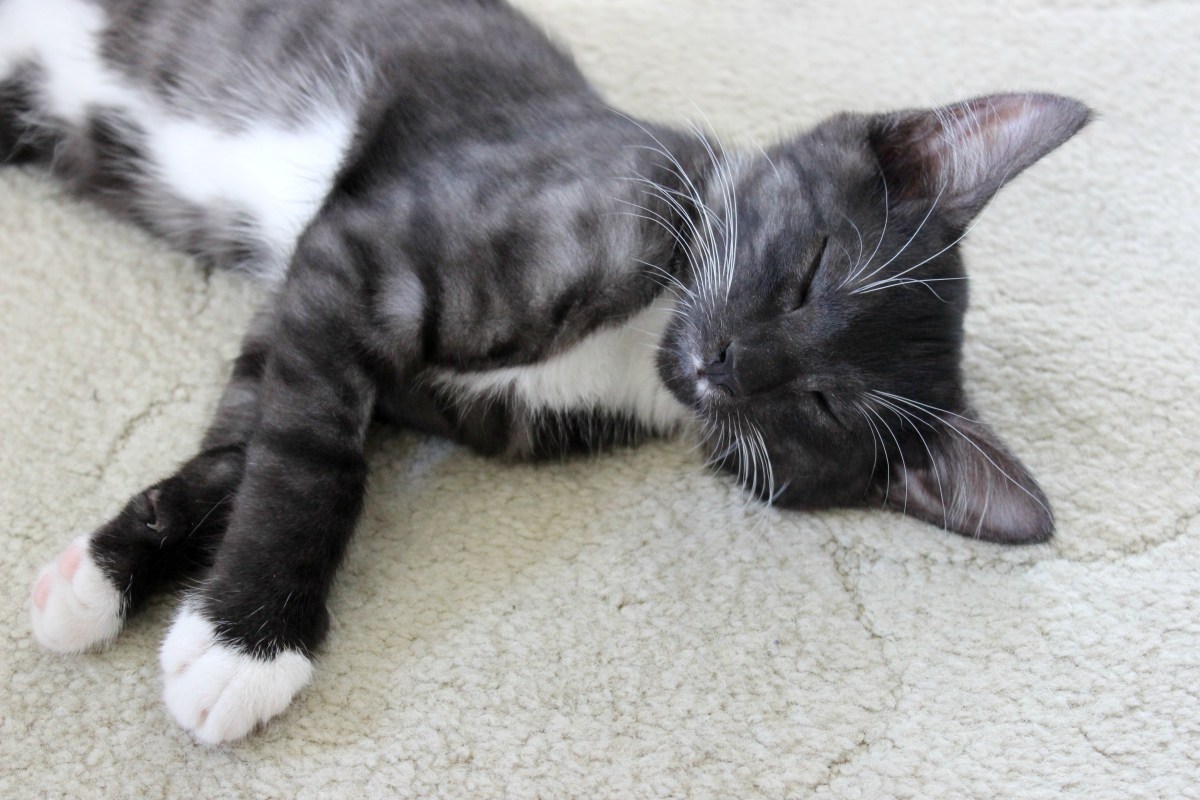 cat cats kitten turbo kitty kittens