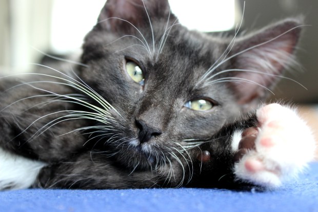 turbo cat cats kitten kitty spca