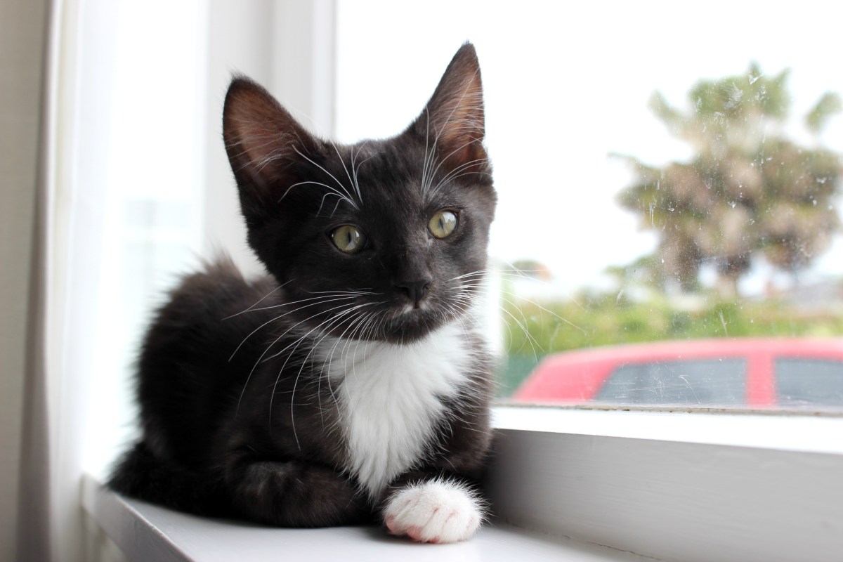 kitten cat turbo kitty kittens spca cats