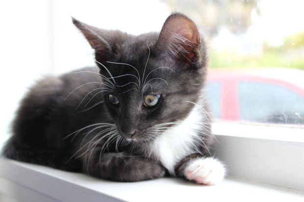 turbo kitten cat cats spca kitty domestic short hair