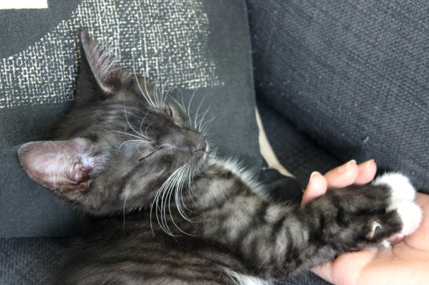 turbo kitten cat kitty