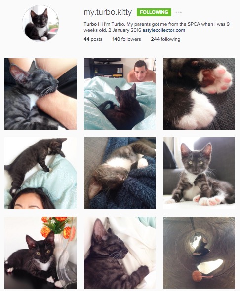 turbo kitty kitten cat spca cats domestic short hir