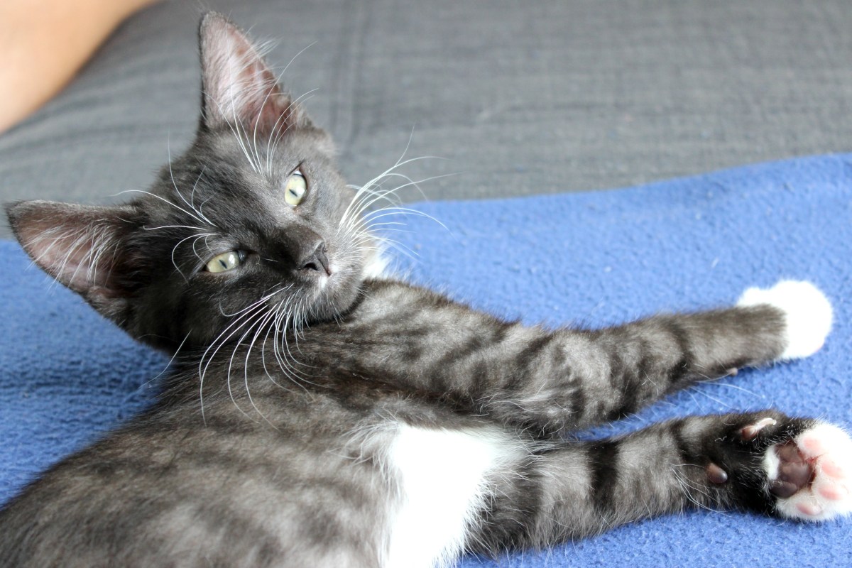 kitten cat turbo kitty kittens spca cats