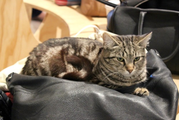 the cat lounge cafe auckland tabby cats