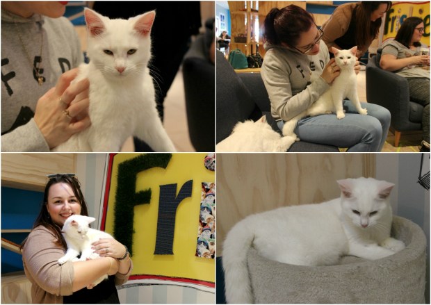 the cat lounge cafe auckland white cats nzbloggers