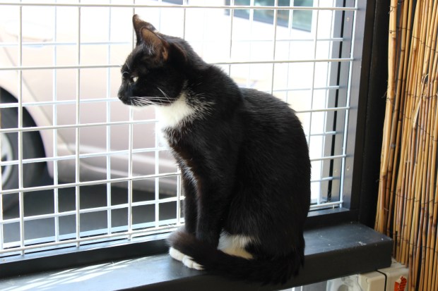 the cat lounge cafe bruce wayne