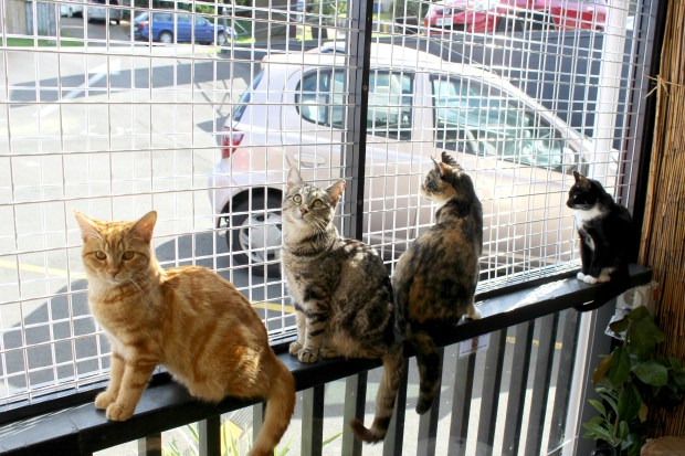 the cat lounge cafe cats auckland