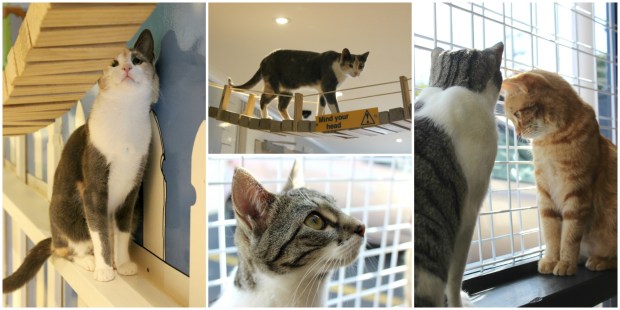 the cat lounge cats cafe auckland