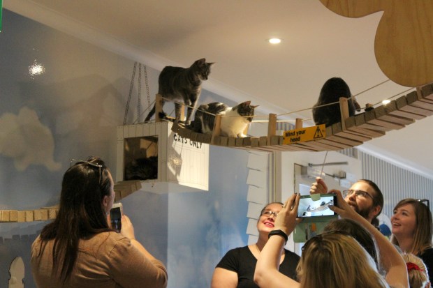 the cat lounge nzbloggers brunchclubnz cats