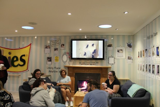 the cat lounge nzbloggers brunchclubnz