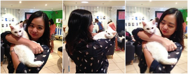 the cat lounge white cats cafe auckland