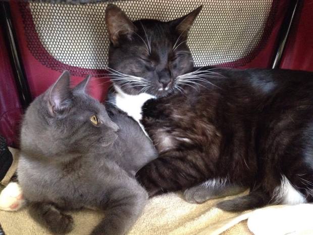 Mouse and Turbo cats