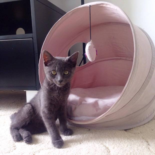 Mouse the grey cat.jpg