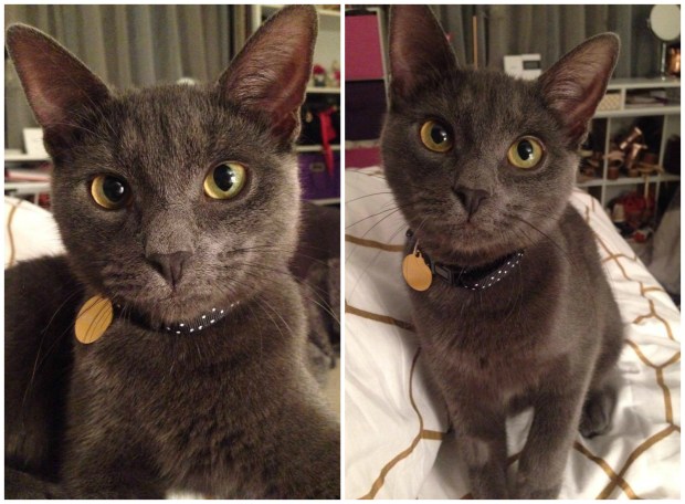 Mouse the grey kitty.jpg