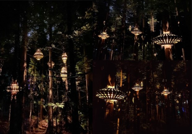 Redwoods Treewalk Night
