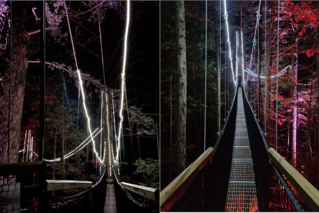 Redwoods Treewalk 