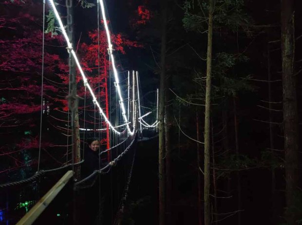redwoods treewalk night