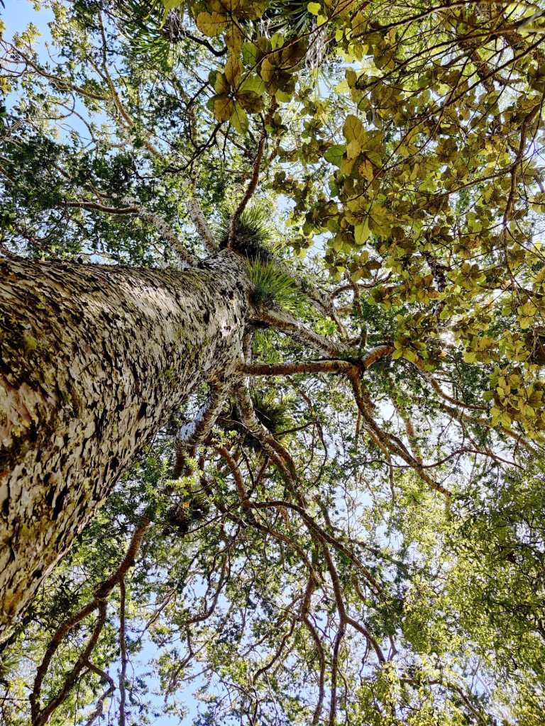 This image has an empty alt attribute; its file name is waiomu-kauri-grove-1.jpg